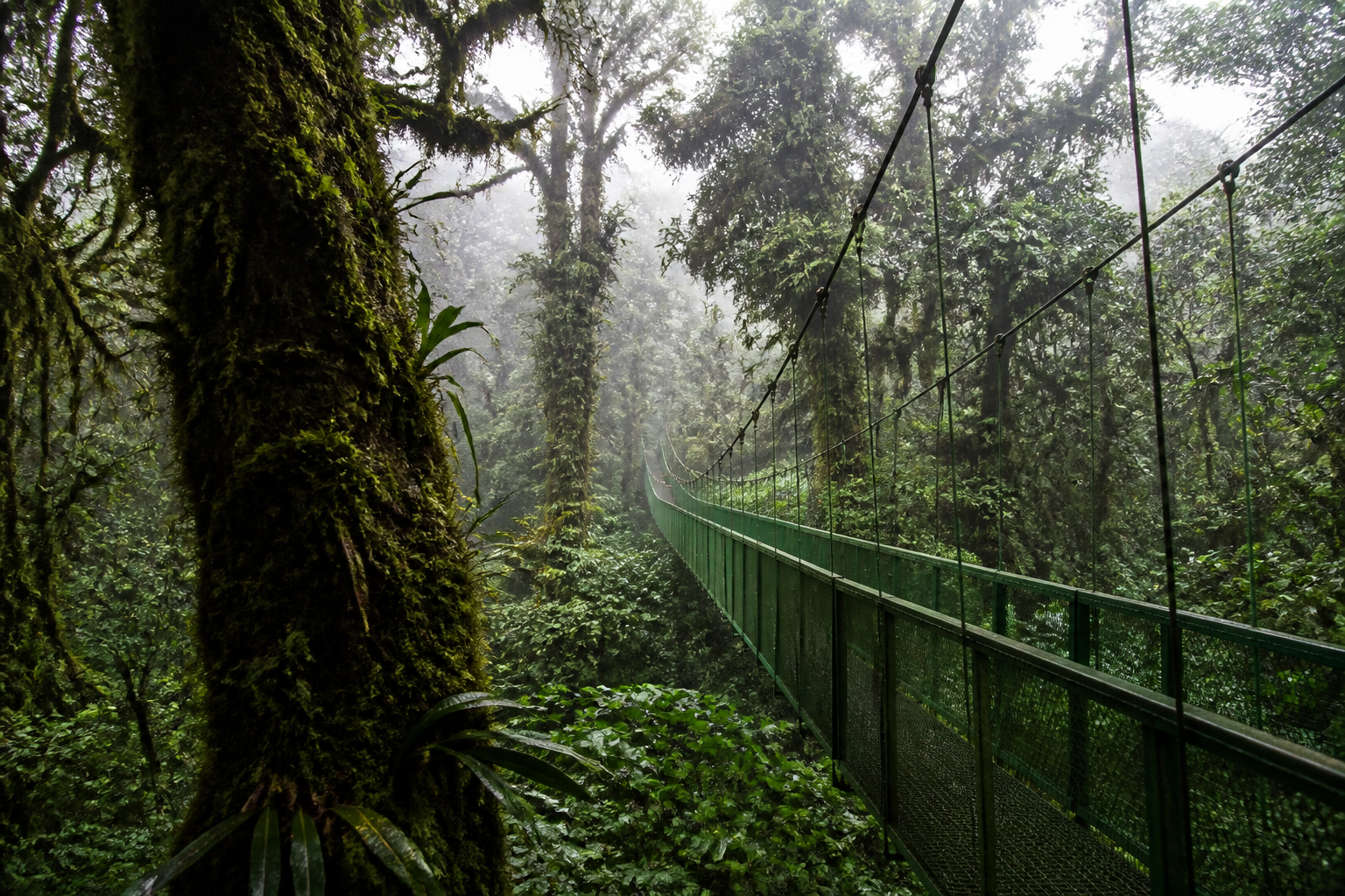 Hängebrücke im Nebelwald von Monteverde
