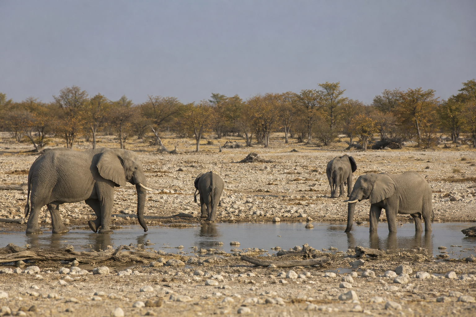 Elefanten an einem Wasserloch in Etosha